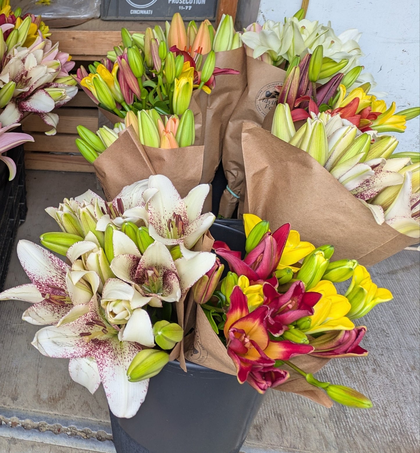 Flowers -Lilli’s 4-5 stems