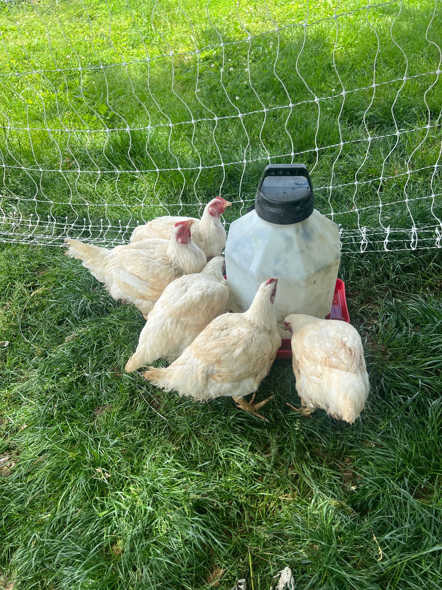 Chicken processing class June 14th