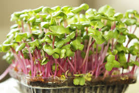 Micro Greens - Mild Mix